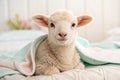 Ewe baby Royalty Free Stock Photo