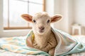 Ewe baby Royalty Free Stock Photo