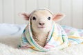 Ewe baby Royalty Free Stock Photo