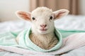 Ewe baby Royalty Free Stock Photo