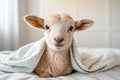 Ewe baby Royalty Free Stock Photo