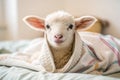 Ewe baby Royalty Free Stock Photo