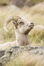 Ewe bighorn remaining alert while resting