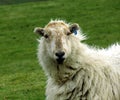 Ewe, close-up, head and shoulders, staring boldly. Royalty Free Stock Photo
