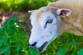 Ewe crunching nettle on a pasture