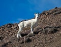 Ewe Dall Sheep