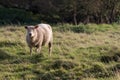 Ewe in English countryside field. Solitary domestic free range f