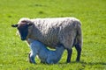 Ewe feeding lamb