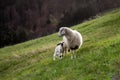 Ewe female sheep with newborn  lamb in lush green meadow. Black Forest, Germany, Europe. Schwartzwald. Royalty Free Stock Photo