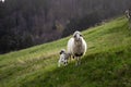 Ewe female sheep with newborn  lamb in lush green meadow. Black Forest, Germany, Europe. Schwartzwald. Royalty Free Stock Photo