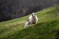 Ewe female sheep with newborn  lamb in lush green meadow. Black Forest, Germany, Europe. Schwartzwald. Royalty Free Stock Photo