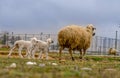 Ewe female sheep with newborn twin lambs in green meadow near a barn in spring time, Konya, Turkey Royalty Free Stock Photo