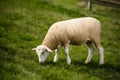 Ewe grazing peacefully in rustic farm setting