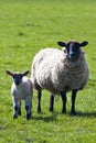 Ewe with her lamb Royalty Free Stock Photo