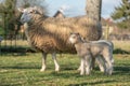 Ewe with her lambs in a meadow during spring