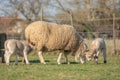 Ewe with her lambs in a meadow during spring