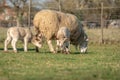 Ewe with her lambs in a meadow during spring Royalty Free Stock Photo