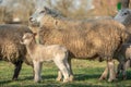Ewe with her lambs in a meadow during spring Royalty Free Stock Photo