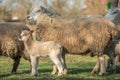 Ewe with her lambs in a meadow during spring
