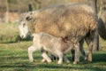 Ewe with her lambs in a meadow during spring