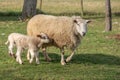 Ewe with her lambs in a meadow during spring