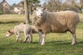 Ewe with her lambs in a meadow during spring