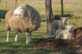 Ewe with her lambs in a meadow during spring