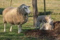 Ewe with her lambs in a meadow during spring