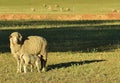 An ewe and her suckling lamb in a pasture with dry yellow grass Royalty Free Stock Photo