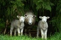 Ewe and her twin lambs Royalty Free Stock Photo