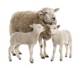 A Ewe with her two lambs Royalty Free Stock Photo