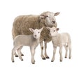 A Ewe with her two lambs Royalty Free Stock Photo
