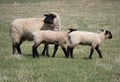 Ewe and Her Two Lambs in Grassy Field Royalty Free Stock Photo