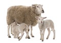 A Ewe with her two lambs, one is suckling Royalty Free Stock Photo