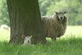 Ewe and lamb