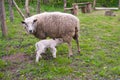 Ewe and lamb