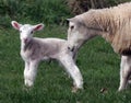 Ewe with lamb