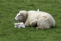 Ewe and lamb