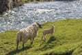 Ewe and lamb on a river bank Royalty Free Stock Photo
