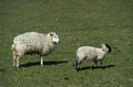 Ewe with lamb,Texel sheep