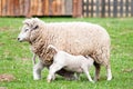 Ewe and Lambs Royalty Free Stock Photo