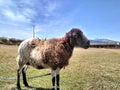 Ewe lambs on the Malino Highland farm are basking in the hot sun