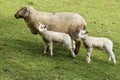 The Ewe & Lambs Royalty Free Stock Photo