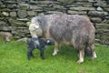 Ewe and new-born lamb, Coniston Royalty Free Stock Photo