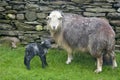 Ewe and new-born lamb, Coniston Royalty Free Stock Photo