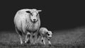 Ewe with a new born lamb Royalty Free Stock Photo