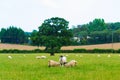 Ewe nursing two large lambs at a pasture Kent England Royalty Free Stock Photo