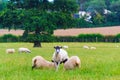 Ewe nursing two large lambs at a pasture Kent England Royalty Free Stock Photo
