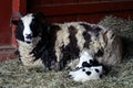 Ewe sheep with baby lamb Royalty Free Stock Photo