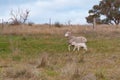 Ewe sheep with baby lamb on a paddock. Farm animals background Royalty Free Stock Photo